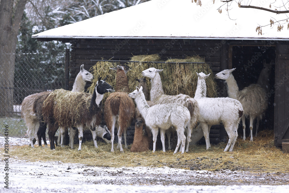 a herd of lamas eat hay in winter