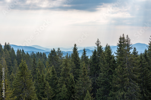 Fototapeta Naklejka Na Ścianę i Meble -  Clouds over the trees