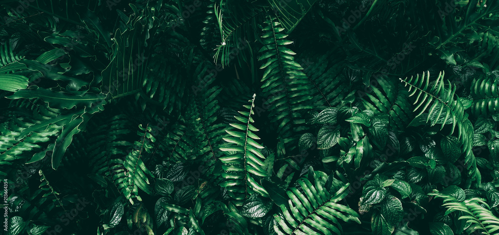 Tropical green leaf in dark tone.