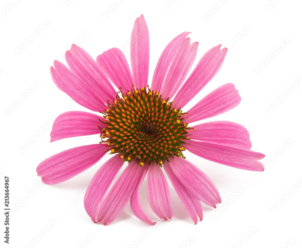 Coneflower Coneflower