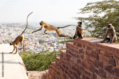 Hanuman Languars jumping, Jodhpur, India photo