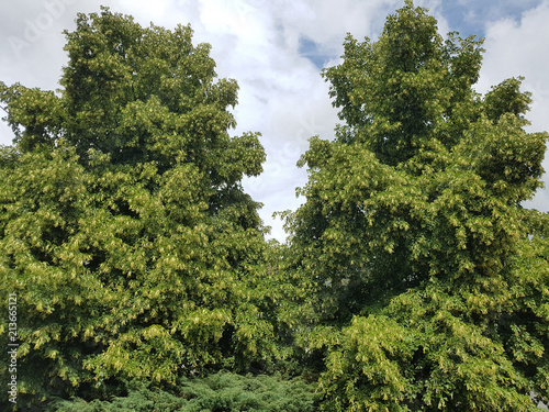 Lindenbaum, Tilia, platyphyllos photo