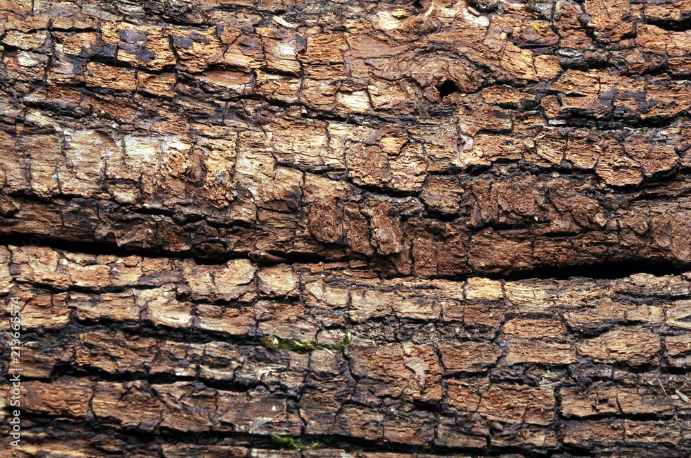 Kaarna Кора Corteccia Bark Kora Rinde لحاء biljke Կեղև Botany Kaarna Кора Corteccia Bark Kora Rinde لحاء biljke Կեղև Botany