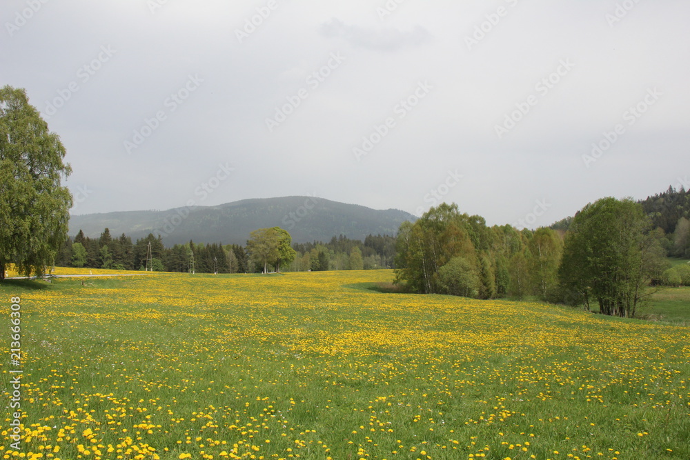 View of hill Boubin with meadow of dandelions in the foreground. National Park Sumava, Czech Republic.