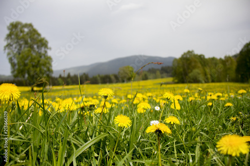 View of hill Boubin with meadow of dandelions in the foreground. National Park Sumava  Czech Republic.