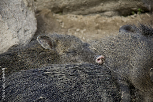 Collared Peccary family.