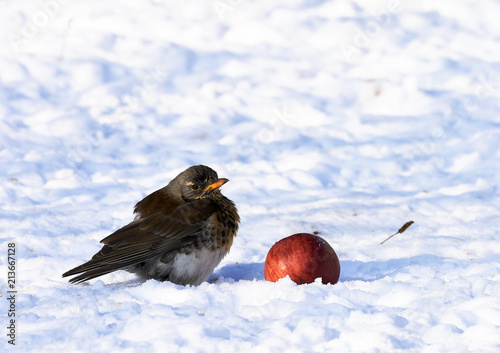 Drossel; Wacholderdrossel; Turdus pilaris; fieldfare; thrush; throttle; photo