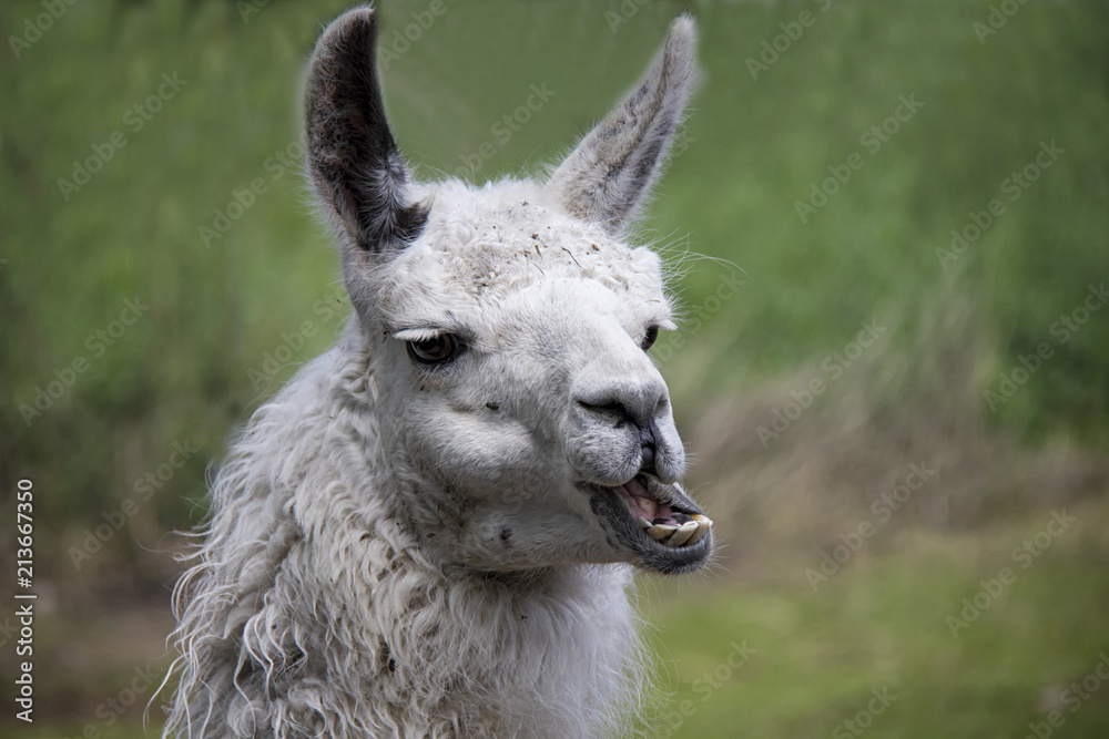 Portrait of Llama (Lama Glama).