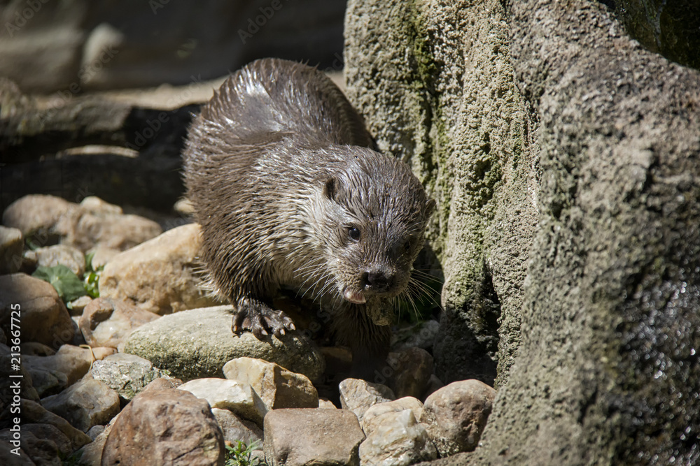 Fototapeta premium Eurasian River Otter. Lutra lutra.