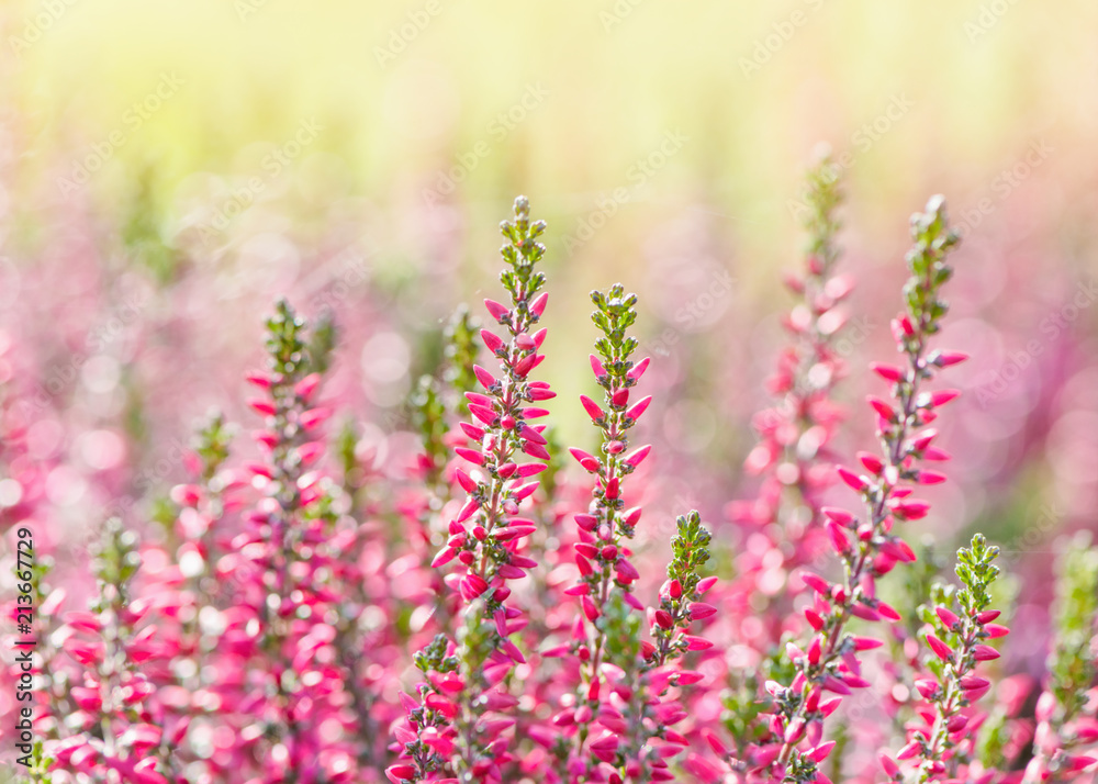 Naklejka premium Heather flowers. Bright natural yellow-green background. 