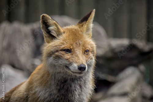 Portrait of Red Fox. Vulpes Vulpes.