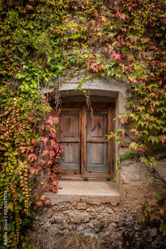 Beautiful windows covered with virgin vine in autumn