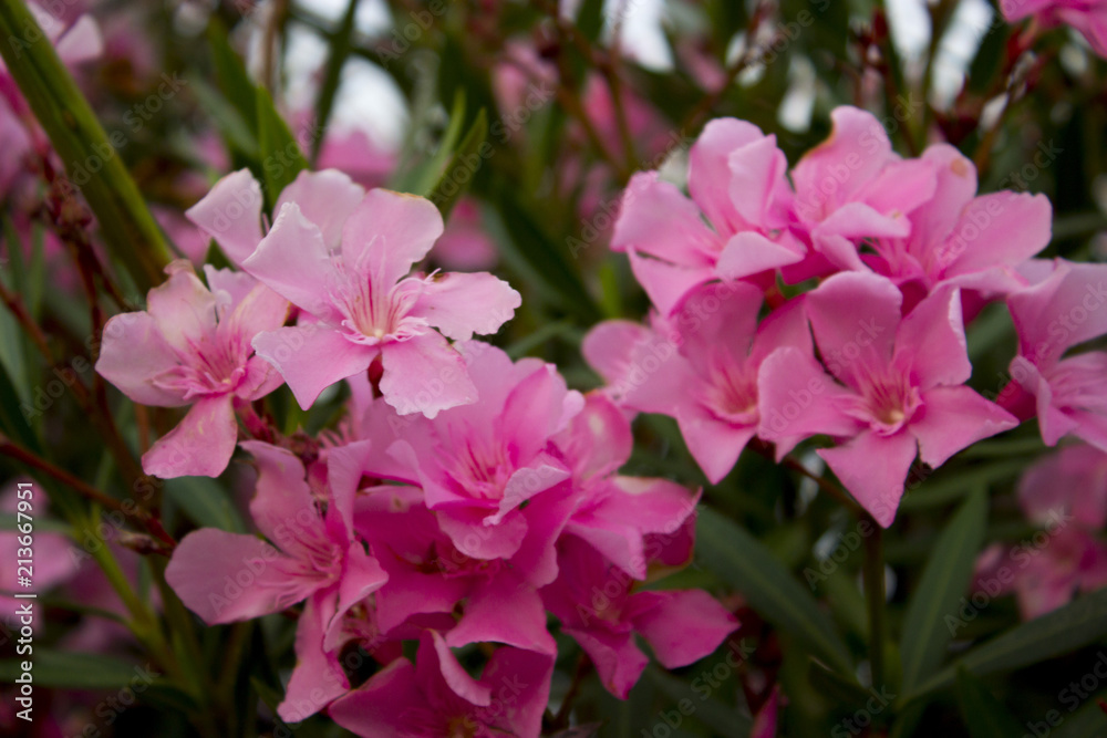 Oleander or Nerium oleander blossoming branches close up photography