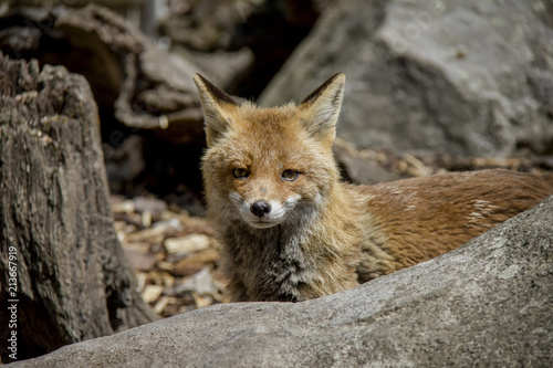 Portrait of Red Fox. Vulpes Vulpes.