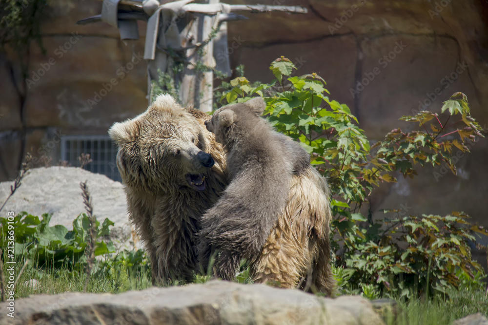 Fototapeta premium Himalayan brown bear cub playing with mother. Ursus Arctos Isabellinus.