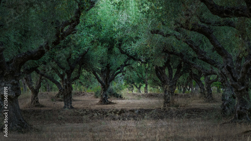 forest