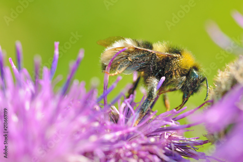 A bumblebee collects nectar from a flower.