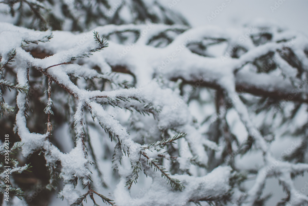 Closeup of a fir tree branch covered with white snow. Winter Carpathian forest