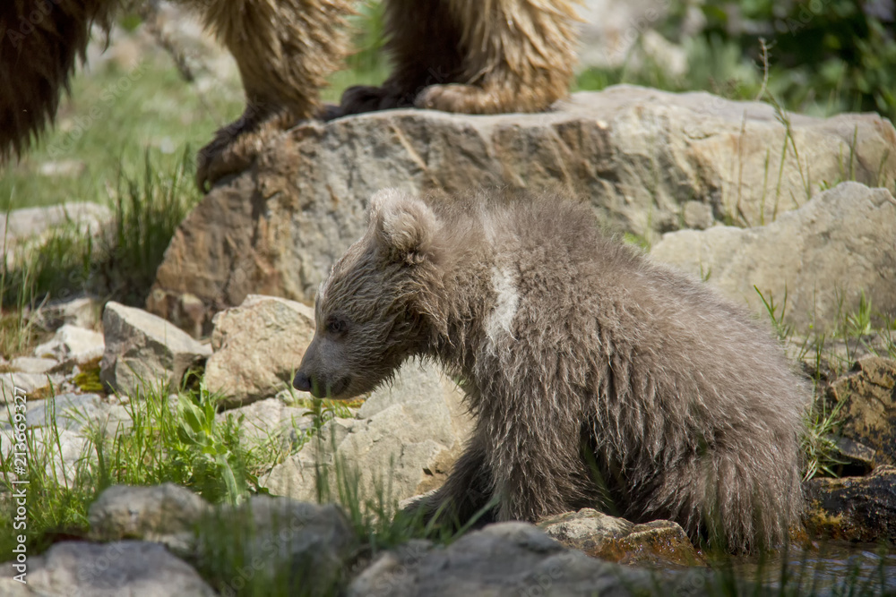 Fototapeta premium Himalayan brown bear cub. Ursus Arctos Isabellinus.