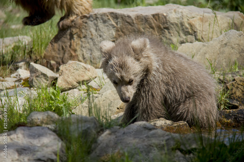 Fototapeta premium Himalayan brown bear cub. Ursus Arctos Isabellinus.