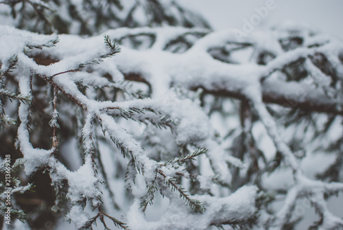 Closeup of a fir tree branch covered with white snow. Winter Carpathian forest