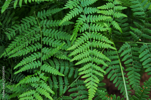 Fototapeta Naklejka Na Ścianę i Meble -  Leaves of the fern. The leaves of the green fern in the forest. Natural background.