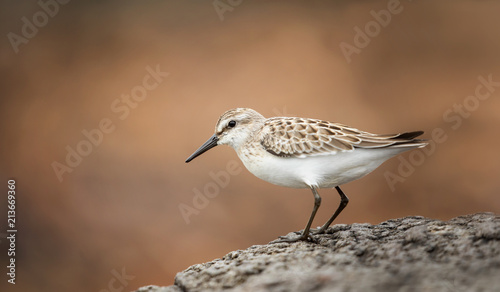 Semipalmated sandpipers, Nova Scotia.