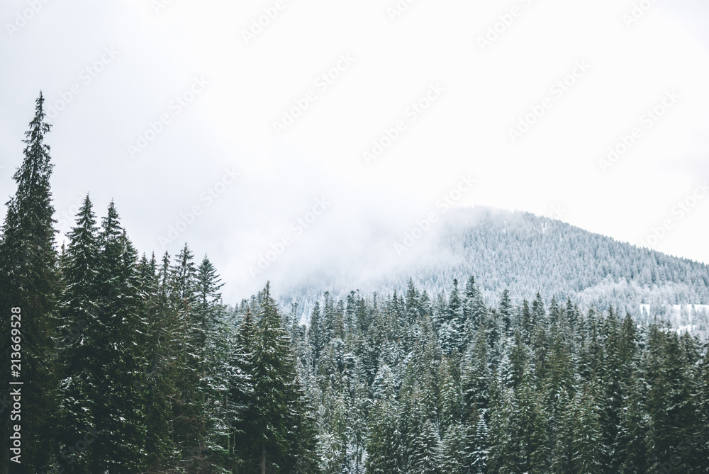 Beautiful green firs in the Carpathian Mountains. Frozen lake Synevyr covered with ice and snow. Winter landscape Beautiful green firs in the Carpathian Mountains. Frozen lake Synevyr covered with ice and snow. Winter landscape