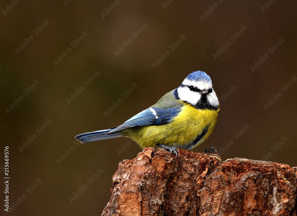 Meise; Blaumeise; Cyanistes caeruleus; tit; bluetit;omtit; Meise; Blaumeise; Cyanistes caeruleus; tit; bluetit;omtit;