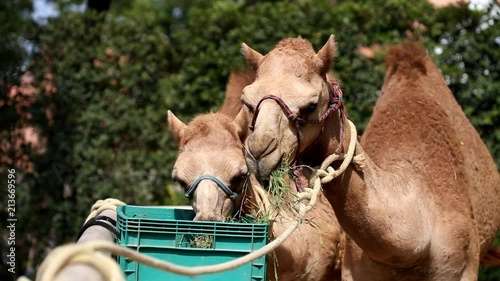 Head of camel in zoo