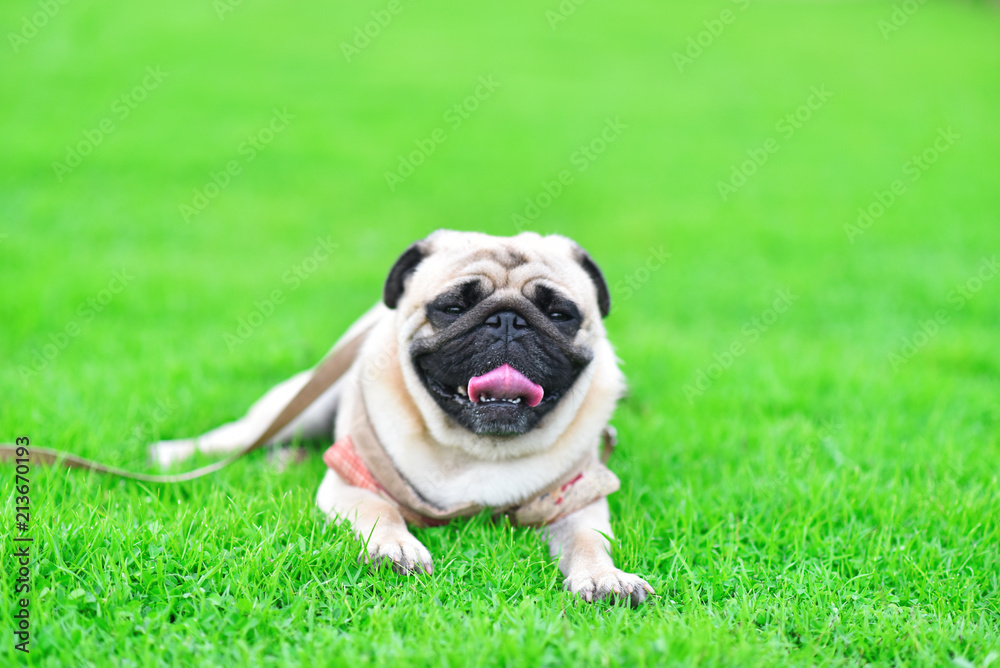 Cute brown Pug playing alone in garden, close up
