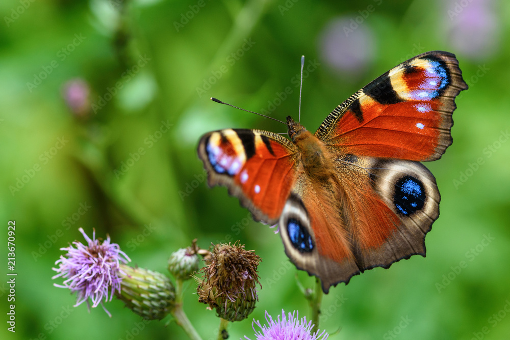 Obraz premium motyl pawie oko z bliska