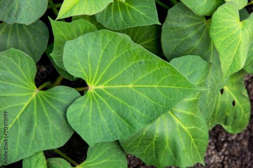 Natural bush background. Plant and leaves of Sweet potato purple Japanese Naruto Kintoki in organic farming garden.