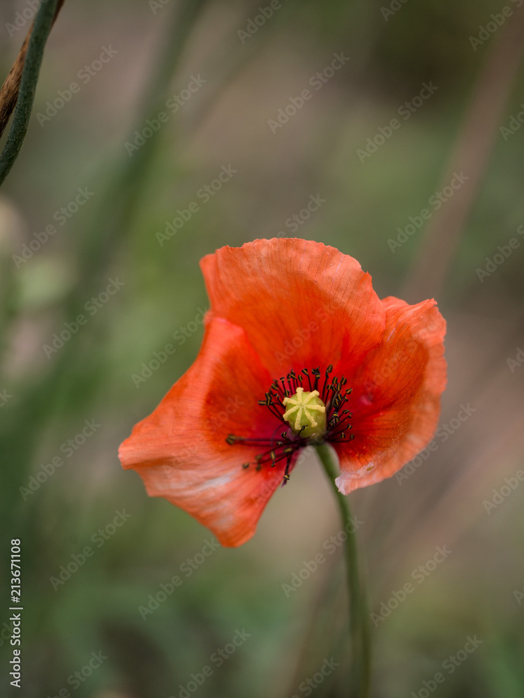 mohn