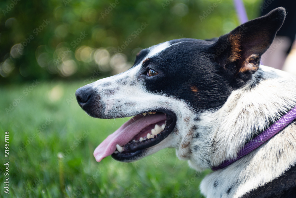 Close up profile of black and white dog.