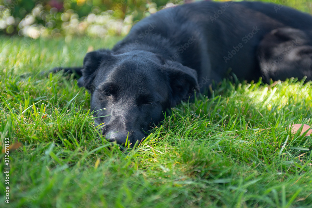 Close up of black dog sleeping in grass. Close up of black dog sleeping in grass.
