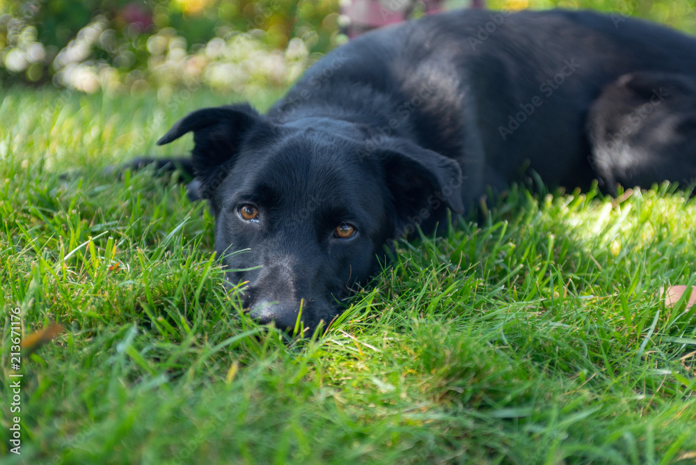 Close up of black dog lying in grass. Close up of black dog lying in grass.