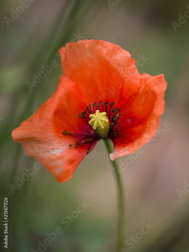 mohn