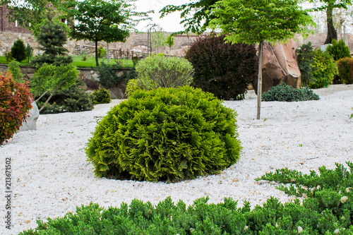 Various fragrant coniferous trees and bushes in a park of stones under the open sky. Shades of green and turquoise, light and dark. Needles and deciduous.