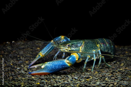 Rainbow Redclaw Crayfish Yabby (Cherax quadricarinatus) In aquarium on black background © Panupong