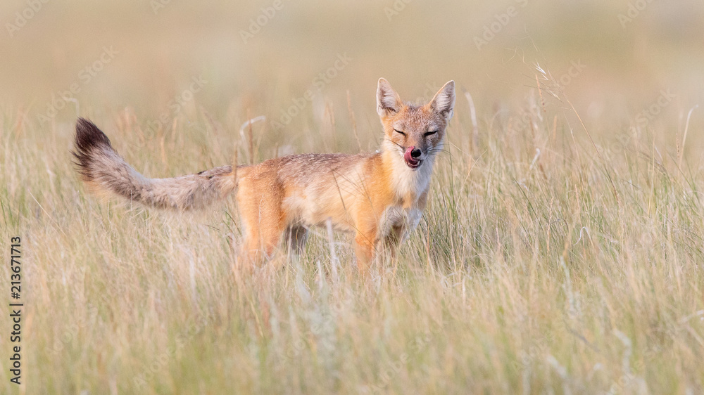 Swift Foxes, Wise Foxes on Prairies Swift Foxes, Wise Foxes on Prairies