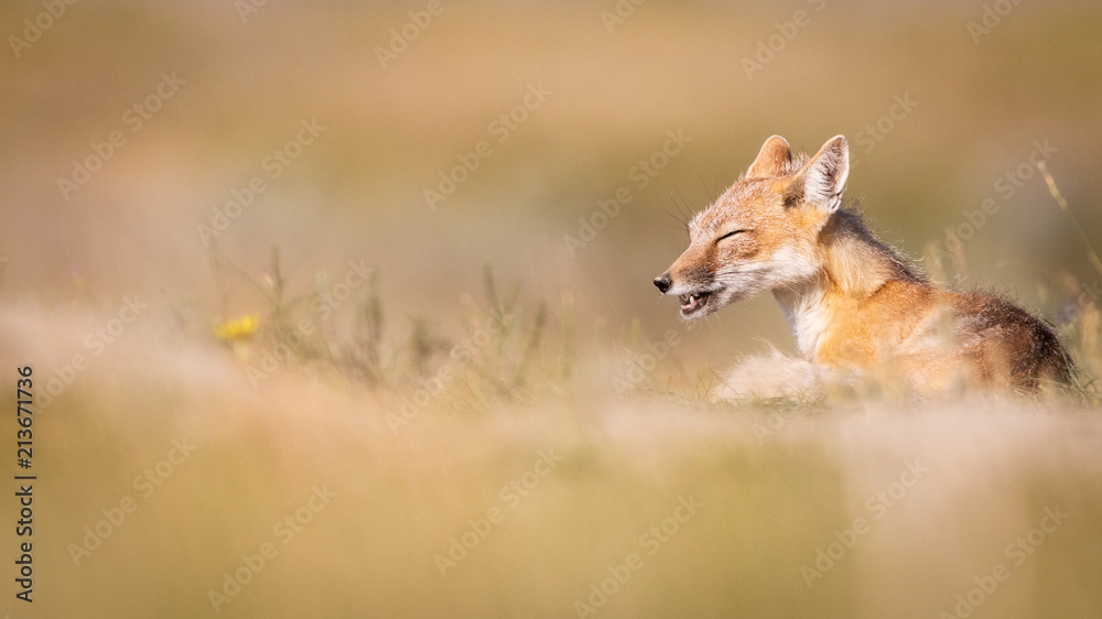 Swift Foxes, Wise Foxes on Prairies