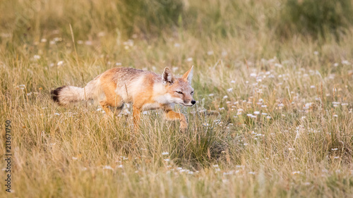 Swift Foxes, Wise Foxes on Prairies