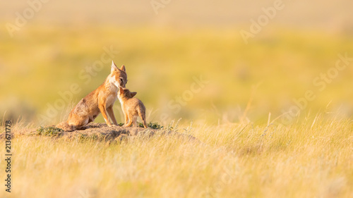 Swift Foxes, Wise Foxes on Prairies © Arie