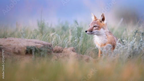 Swift Foxes, Wise Foxes on Prairies
