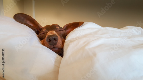 Dachshund Cozily Asleep: Sausage Dog, Snuggled under White Duvet with Head Resting on Pillow in Human Bed.