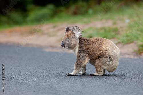 Koala crossing the road, Victoria, Australia