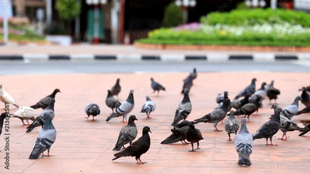 Group of pigeon in the park Group of pigeon in the park