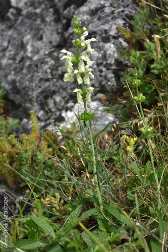 Ziest; Aufrechter Ziest; Stachys recta;