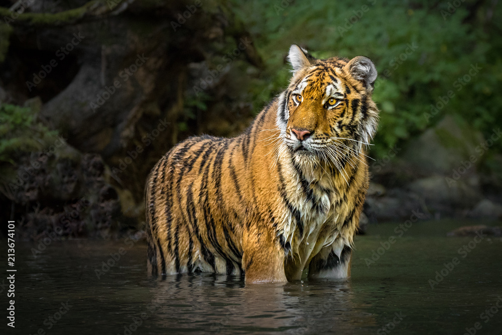 Young Siberian tiger standing in a river. Amazing, dangerous yet endangered mammal. Lovely kitty, stripes, hunting, wet.